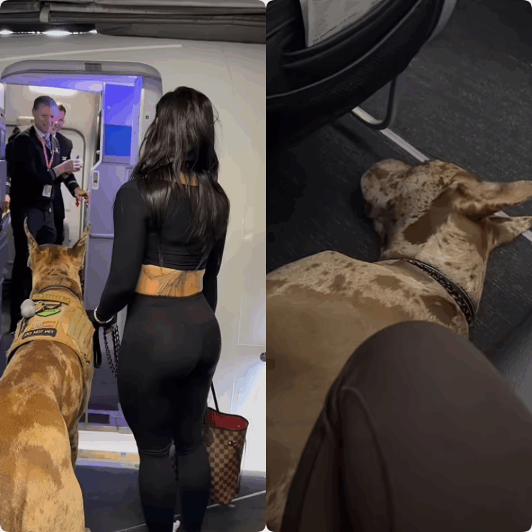 Great Dane Service Dog Sparks Online Outrage After Boarding U.S. Commercial Flight