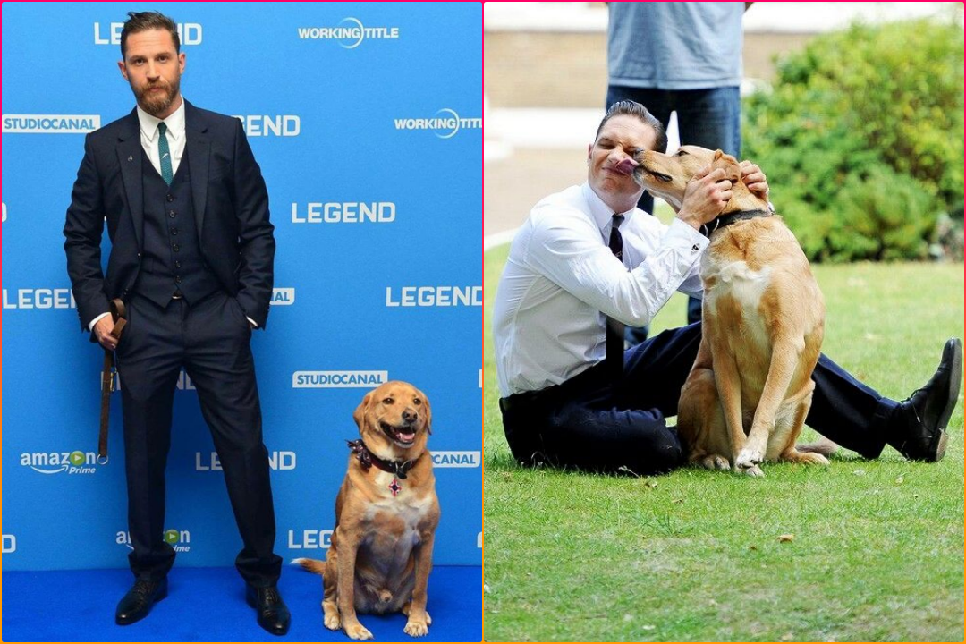 The Heartwarming Reason Why Tom Hardy Would Bring His Late Dog Woody to Movie Premiers