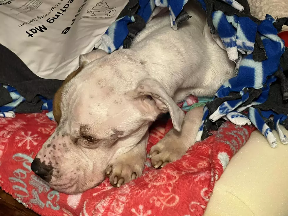 Left to Die, Rhett the Pit Bull Mix Now Fighting to Live — and Winning Hearts