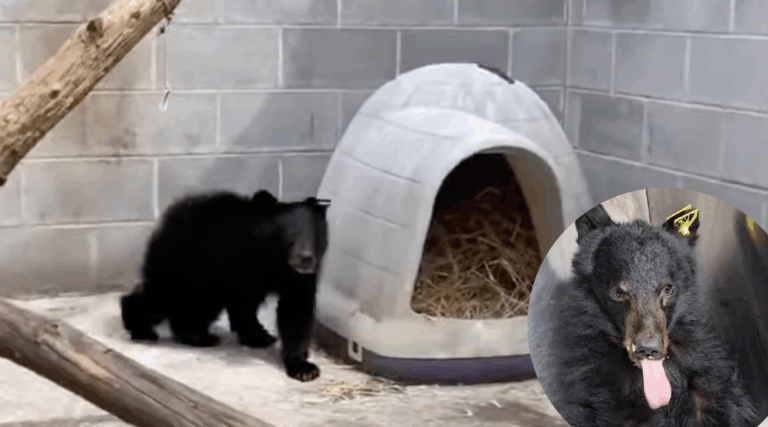 Orphaned Bear Cubs Rescued After Harsh New York Winter