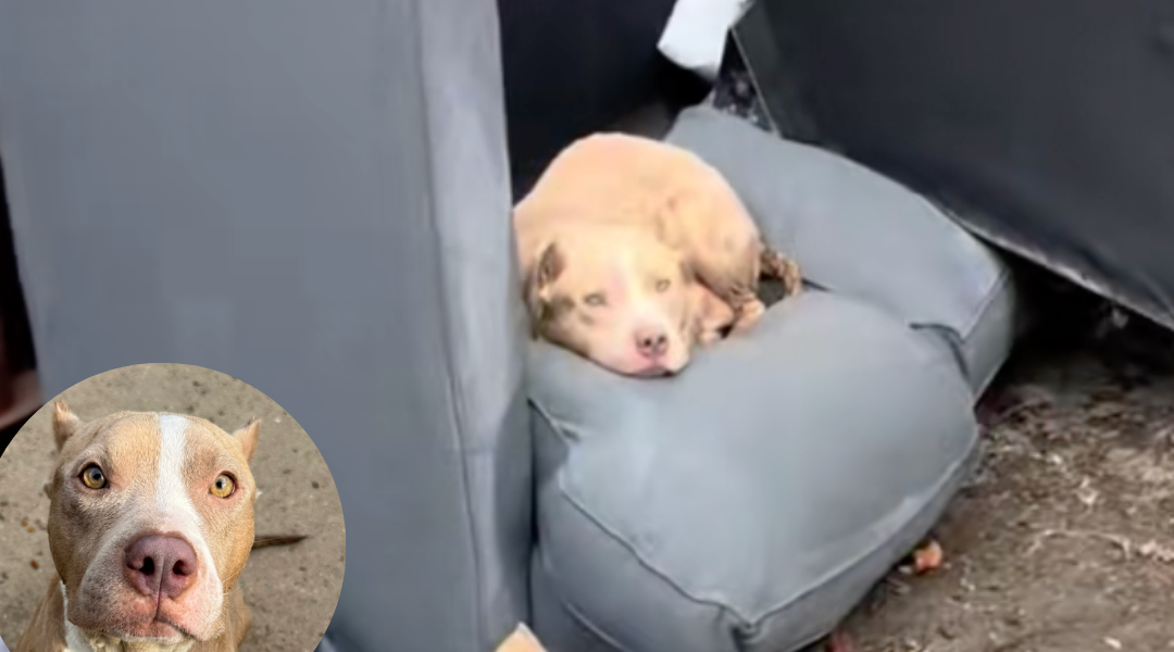 Dog Rescued From Trash Miscarriage Finds Love in Forever Home