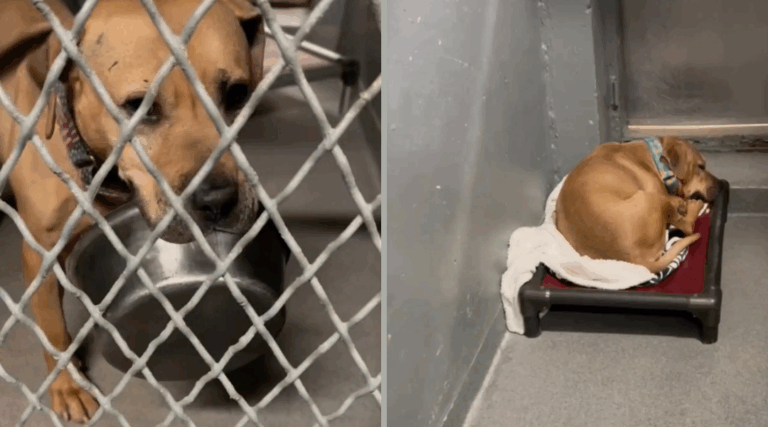 Shelter Dog Bowl Offers Comfort After 2,000 Days Without a Home