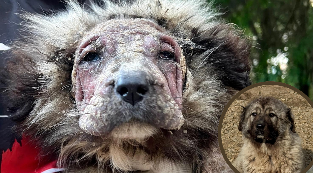 Neglected and Hairless, She Was Fading Fast—Now She’s a Living Teddy Bear