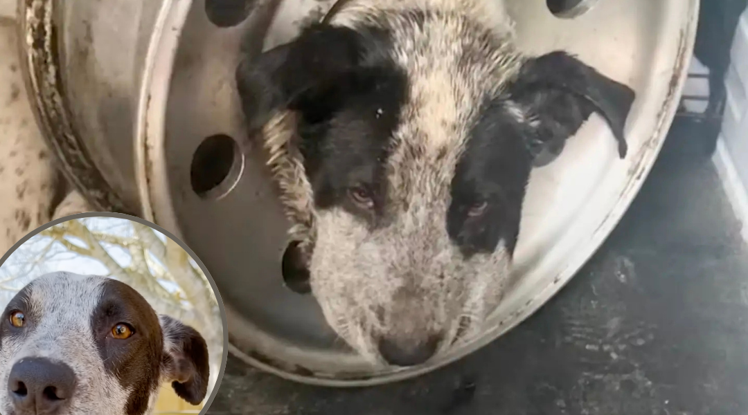 Dog Left to Die in Tire Rim – Rescuers Refuse to Give Up