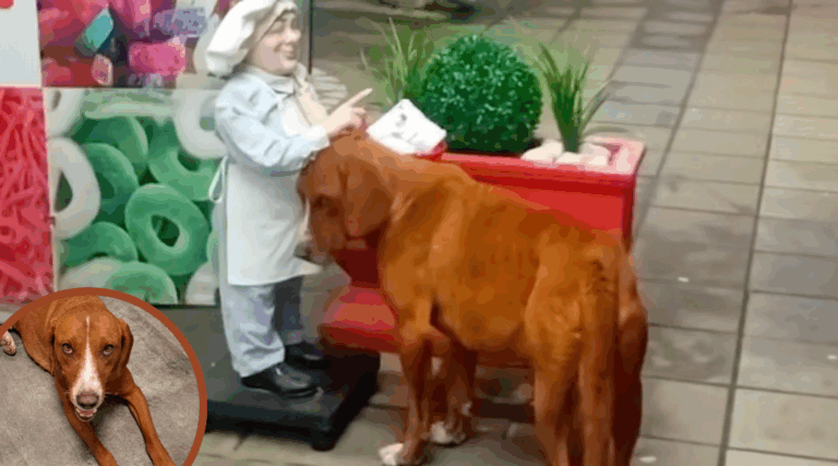 Stray Dog Begs Mechanical Statue for Love Until Real Family Comes Along