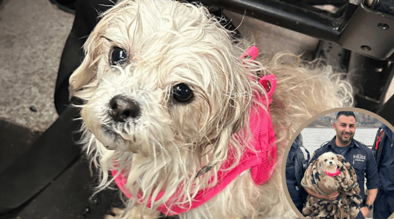 NYPD Officer Adopts Dog He Saved – ‘We Brought Her Home
