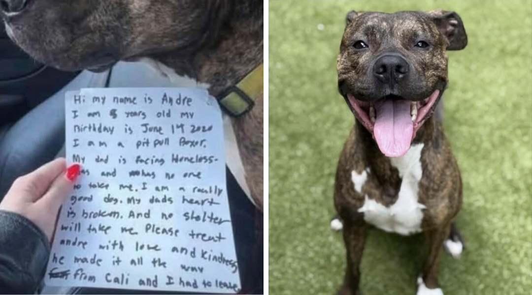 Dog Abandoned in Snowstorm with Heartbreaking Note from Former Owner