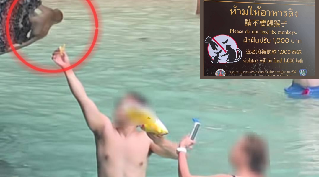 Tourist Faces Fine After Breaking Wildlife Rules at Thailand’s Phi Phi Island