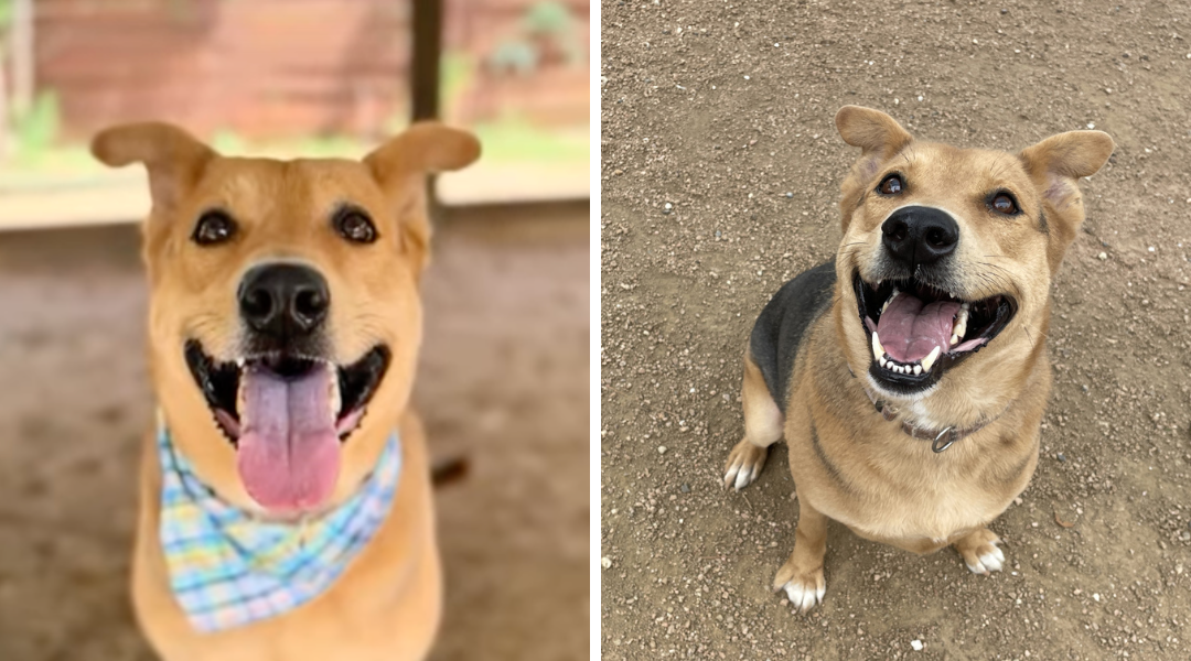 Loyal Dog Abandoned At Shelter Spends 200 Days Waiting For Someone to Adopt Him