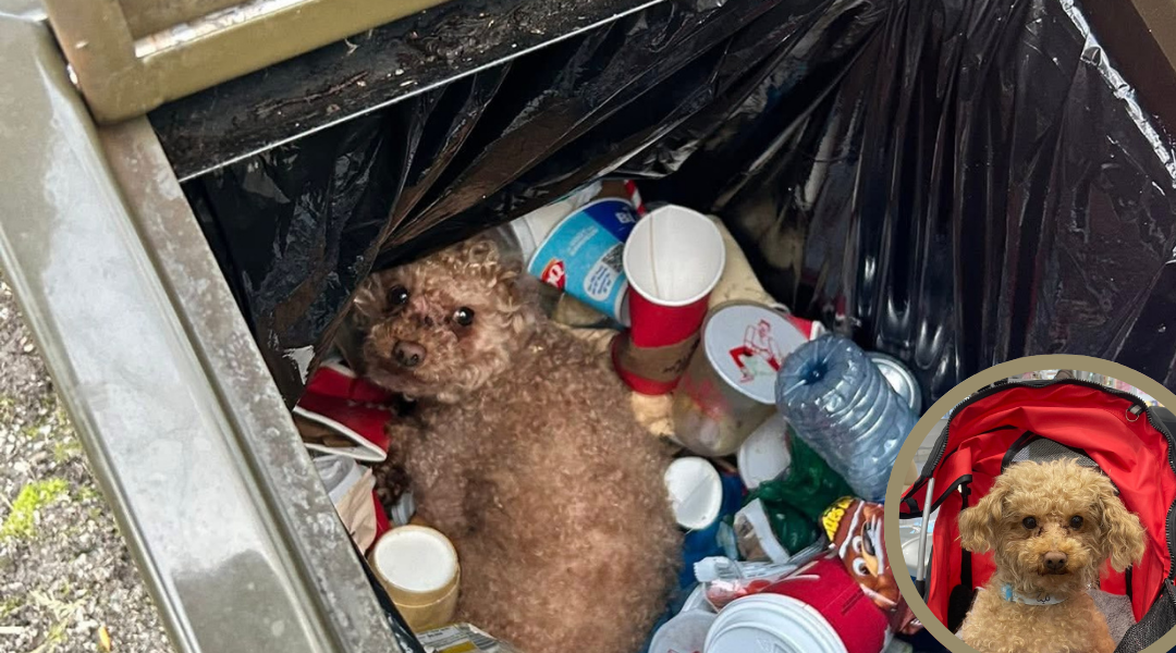 Dog Was Left in the Trash—Now He Finally Has a Family