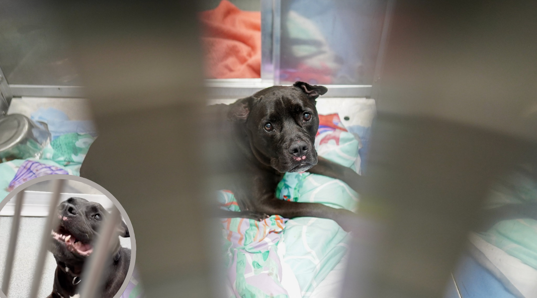 Bankrupt Owner Surrenders 13 Year Old Dog At Shelter, But Fate Takes a Different Turn
