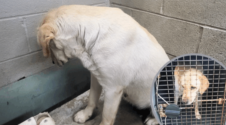 Heartbreaking Post Saves Shelter Dog From Euthanasia List