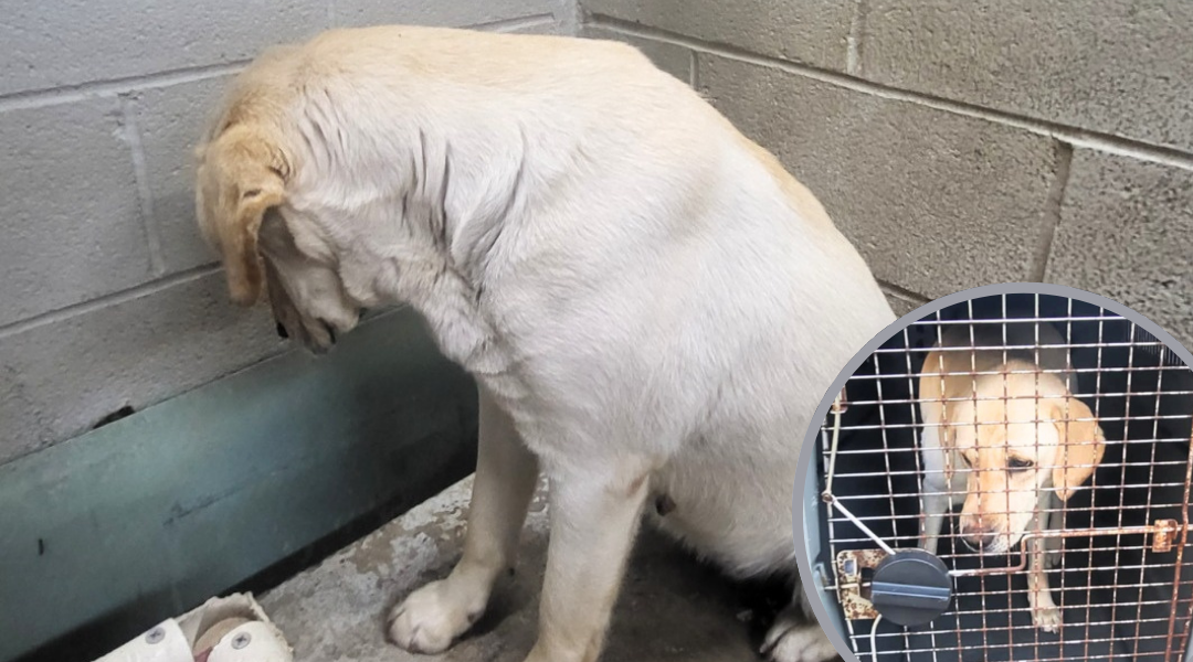 Heartbreaking Post Saves Shelter Dog From Euthanasia List