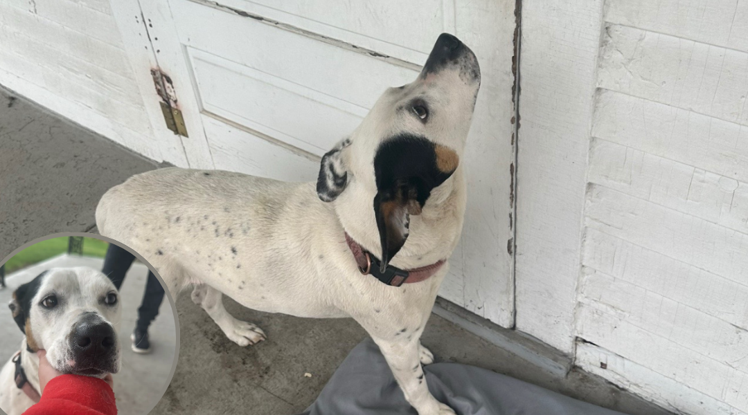 Abandoned Dog Waits Days on Porch for Family Who Left Her Behind