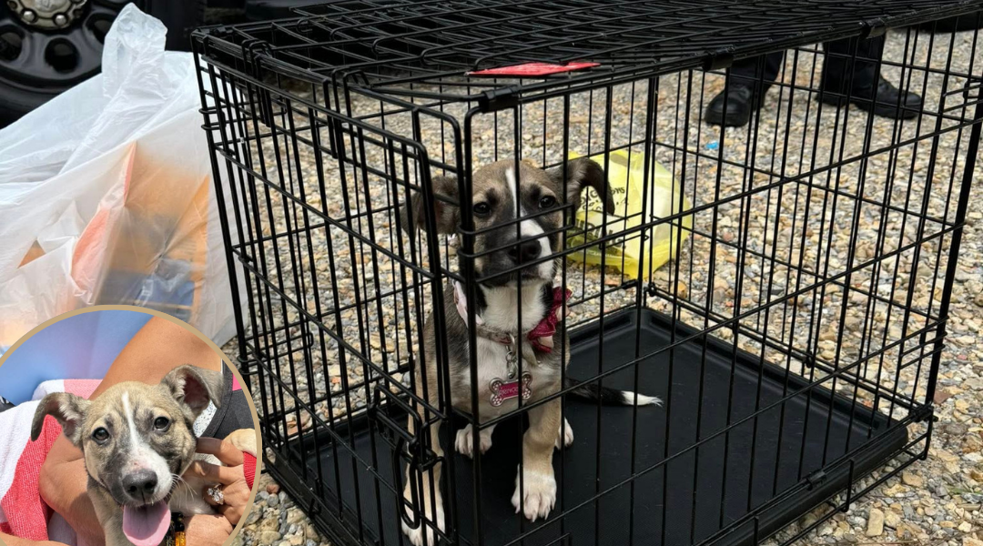 Left to Die in a Crate — Saved by an Uber Ride