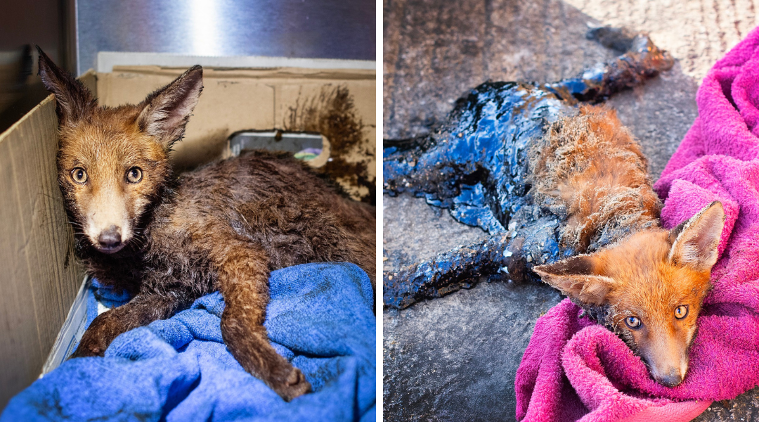 Young Fox Cub Saved After Becoming Stuck in Road Bitumen