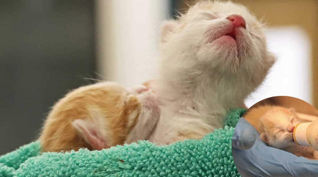 Newborn Kittens Found Zip-Tied Under Shopping Cart in Rancho Santa Fe