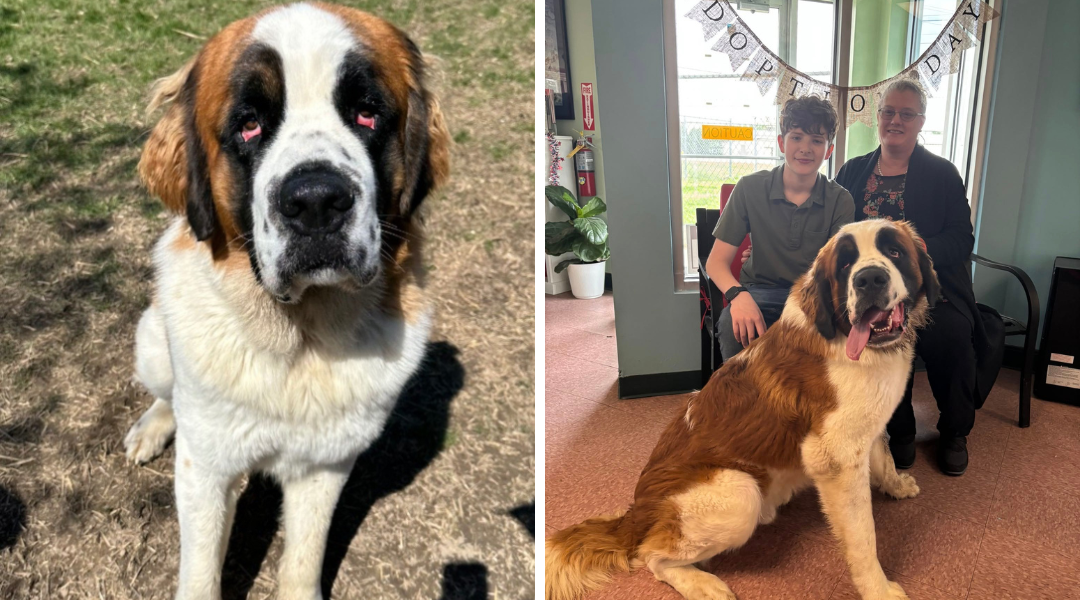 Abandoned Saint Bernard Gets a Second Chance—and Finds His Forever Family