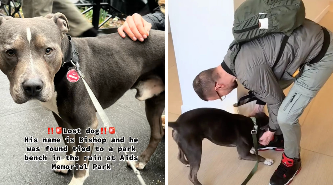 Pit Bull Found Tied in the Rain Reunited With Owner After Subway Theft