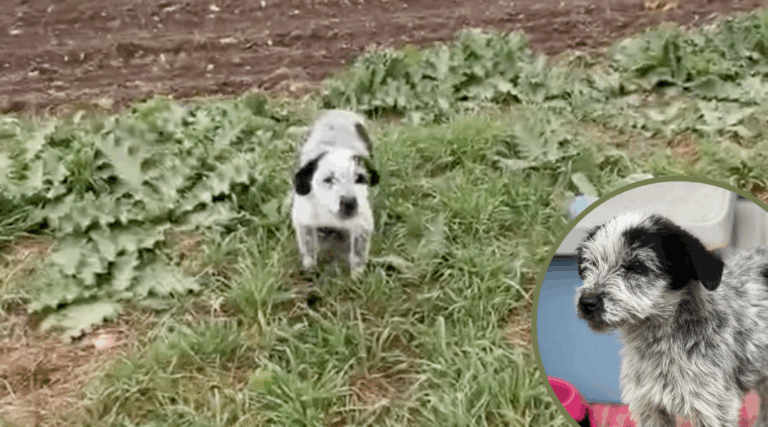 Abused Dog With Broken Ribs Given a Second Chance at Life