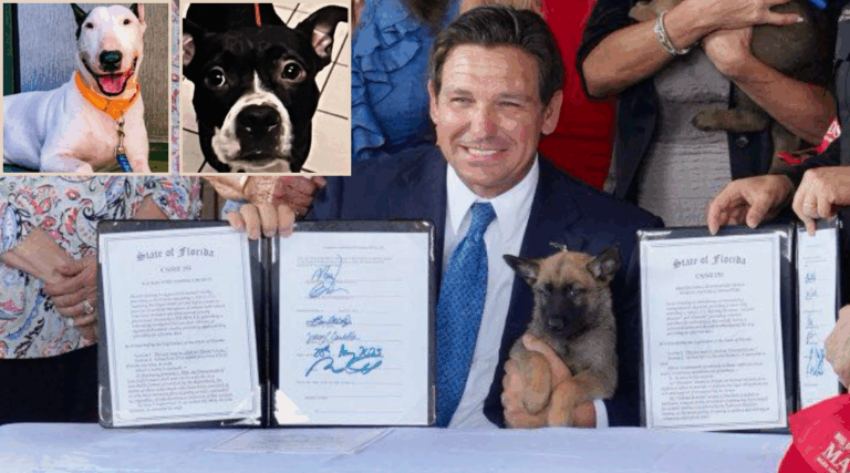 Florida Passes Two New Laws to Fight Animal Cruelty After Tragic Dog Cases