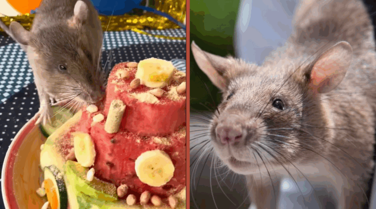 Giant African Rat Retires After Detecting 3,000 TB Cases in Africa