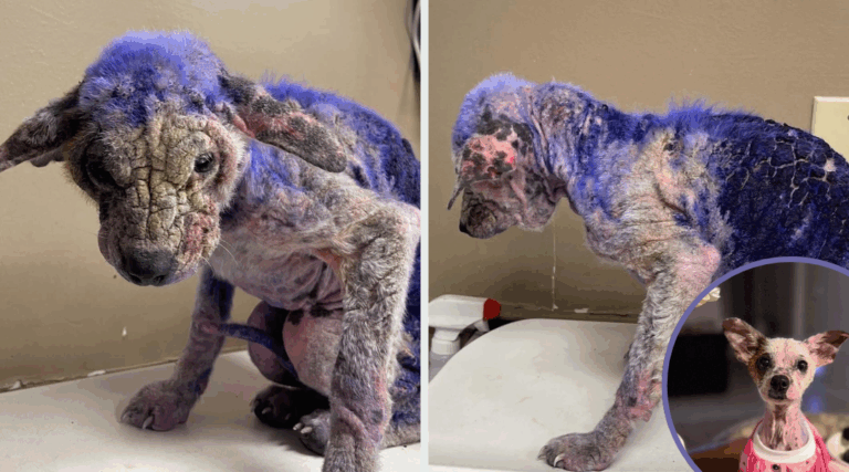 Mistreated Dog Covered in Purple Is Finally Safe—And Healing With Love