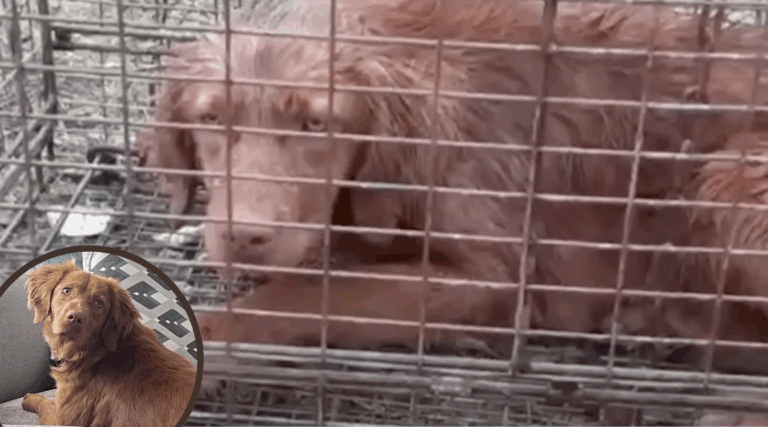 Left Alone in the Rain, This Dog Found the Family She Deserved