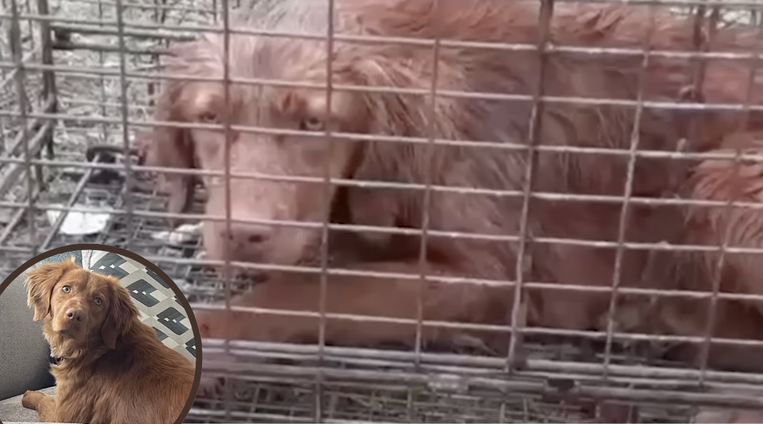 Left Alone in the Rain, This Dog Found the Family She Deserved