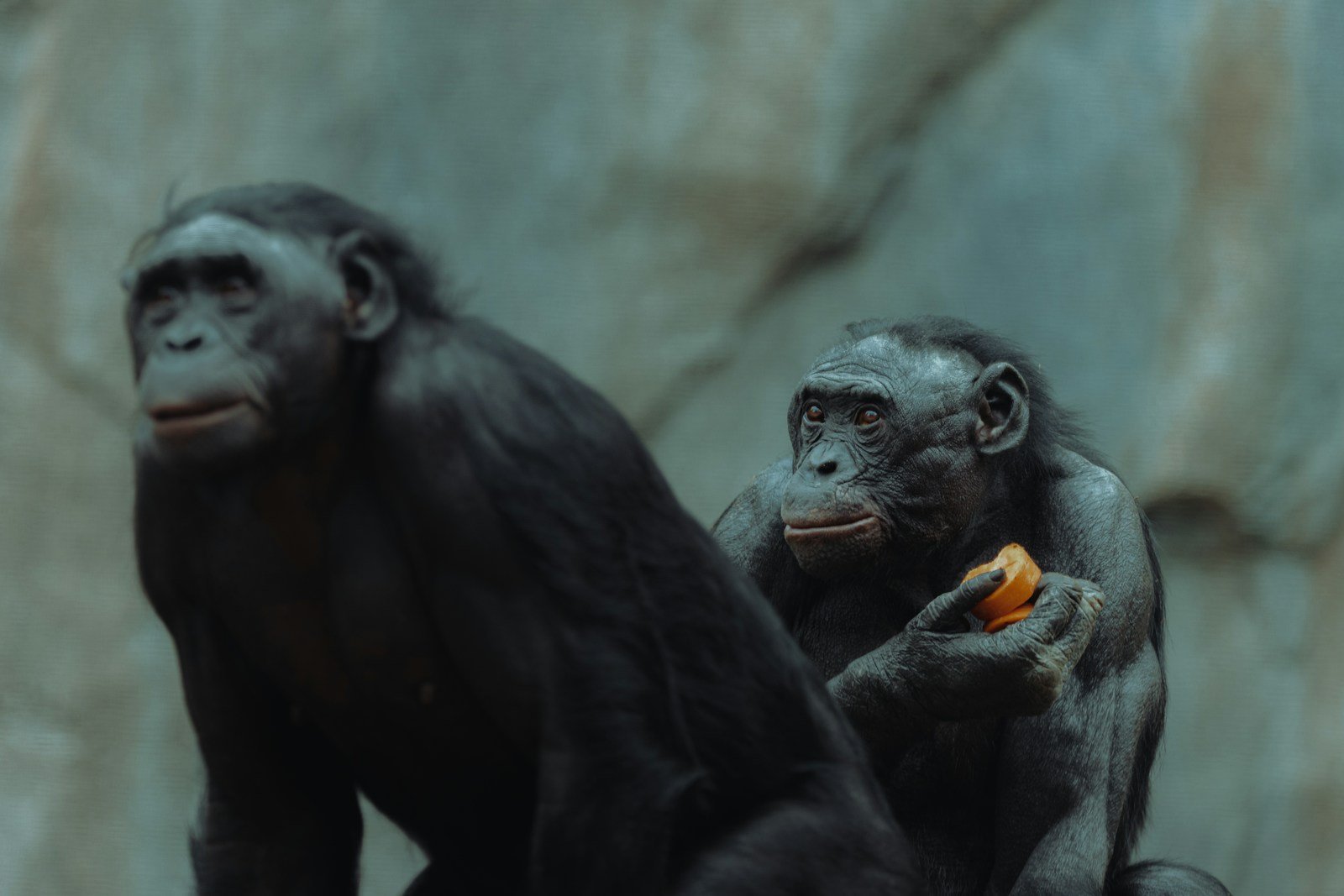 Chimps Use “Linguistic Legos” to Communicate Like Tiny Forest Linguists, Study Finds