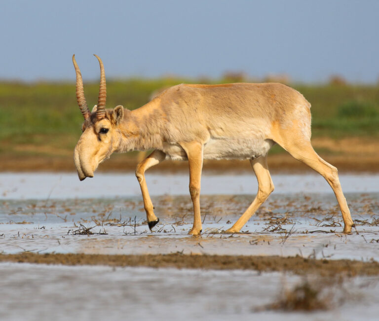 Saiga Antelope Make Stunning Comeback After Facing Near Extinction