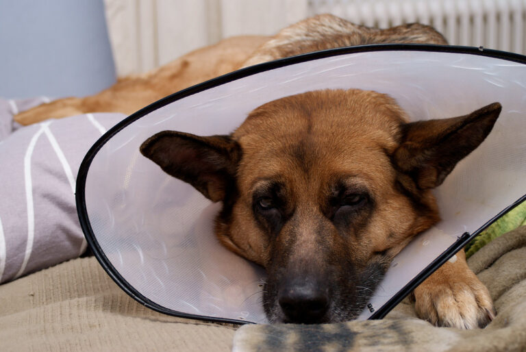 Benefits for Animal Health: The Medical Upside