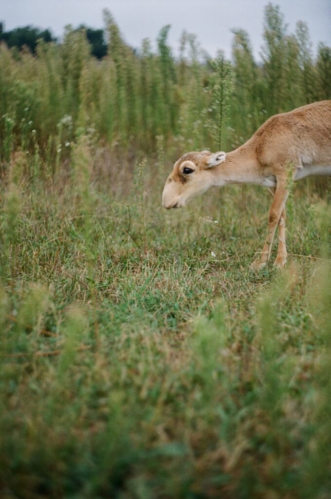 brown deer on green grass field during daytime