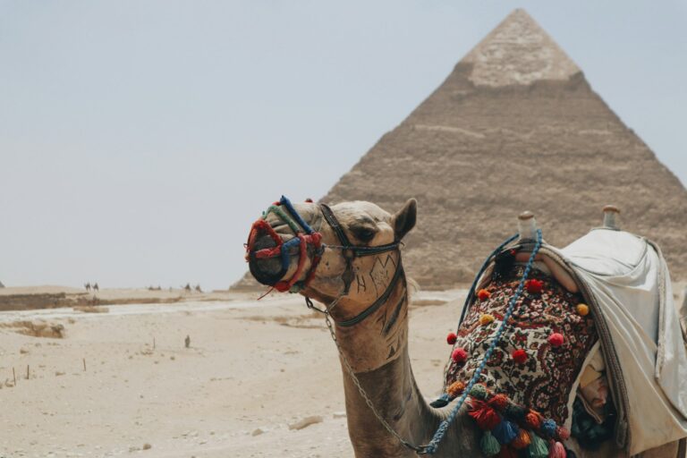 a camel with a saddle