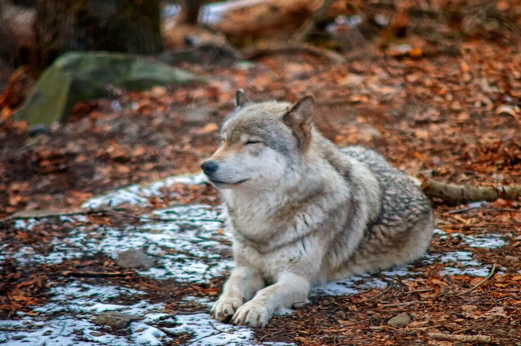 gray and brown wolf