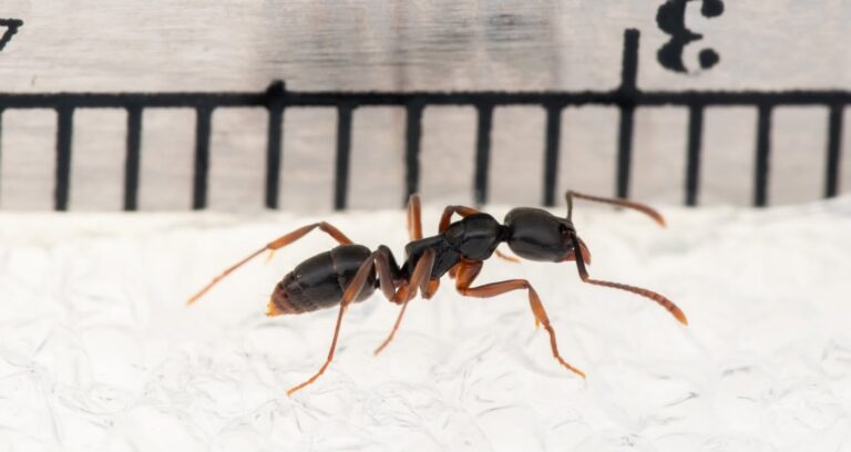The Sneaky Ant That Packs a Painful Punch