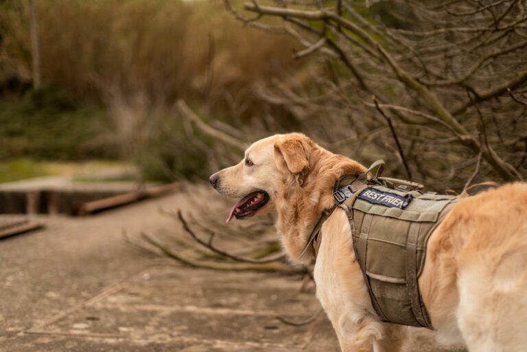 AI Beats Humans at Picking Future Service Dogs