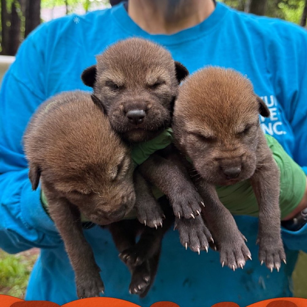Three Rare Red Wolf Pups Born in North Carolina Spark Hope for Endangered Species