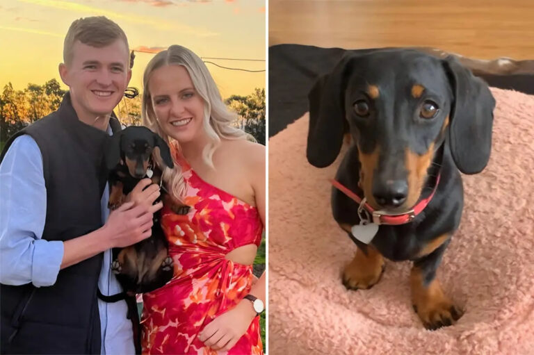 Valerie the Wonder Dachshund Found After 529 Days in the Wilds of Australia