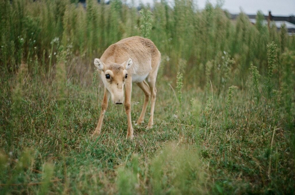 brown deer on green grass field during daytime