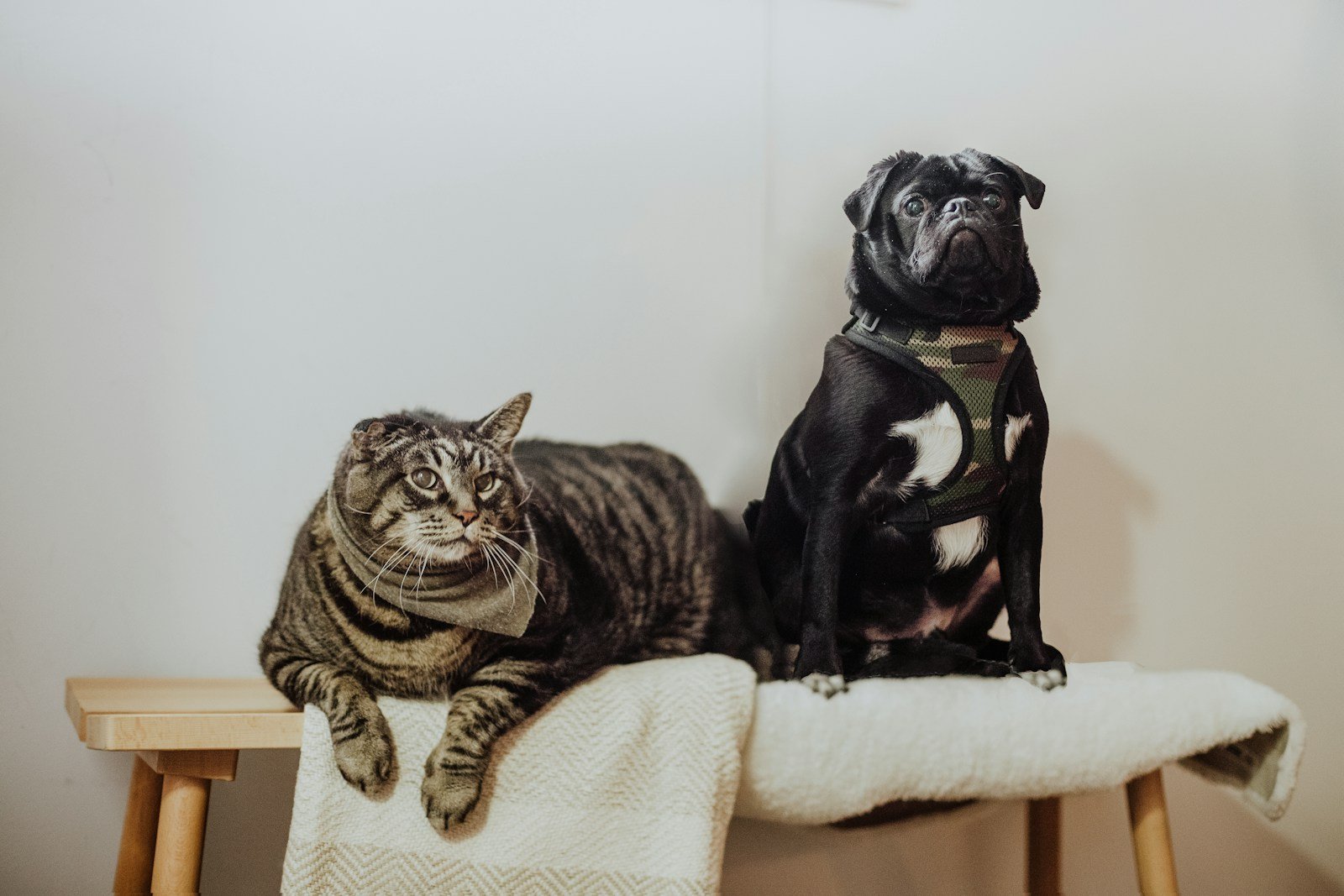 Dogs and Cats Evolving To Look More Alike : New Research Explains Why