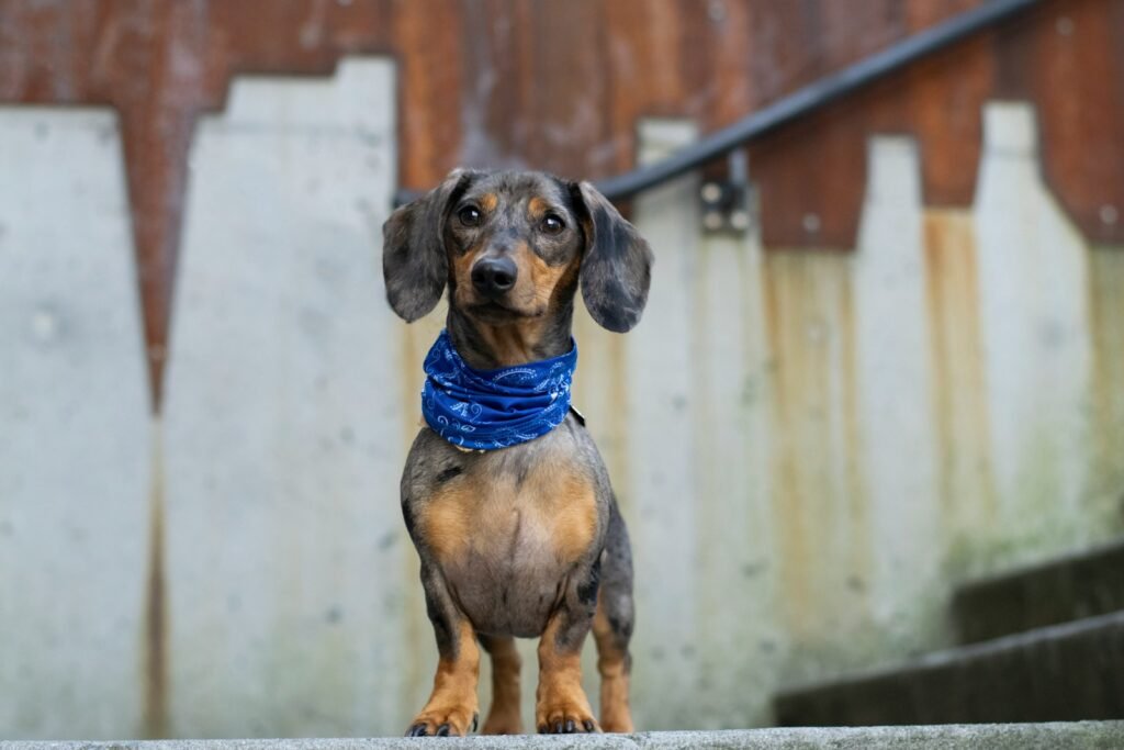 black and brown short coated dog