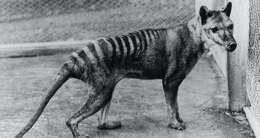 Scientists Map Tasmanian Tiger DNA, Say Comeback Is Possible