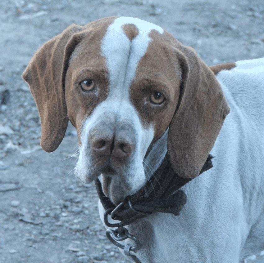 turkish pointer dog