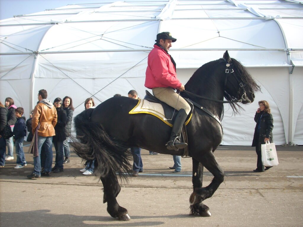 Friesian: The Majestic Heart