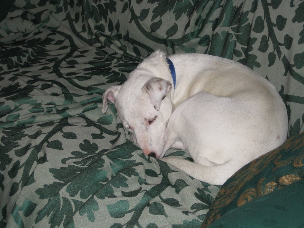 A Serene Soul in a Shelter Dog’s Body