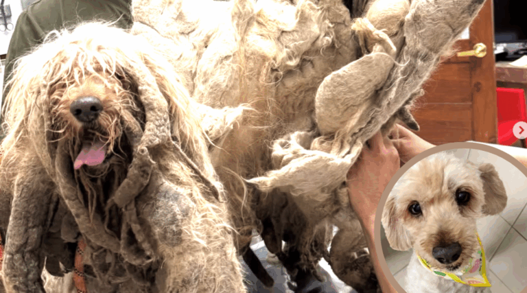 Matted Dog Lived Alone on Rooftop for Years—Then Finally Got a Second Chance