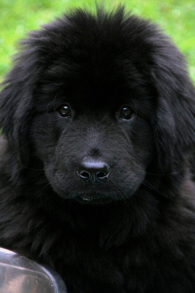 dog, newfoundland, pet, black, cute, giant, black dog, animal, black pets