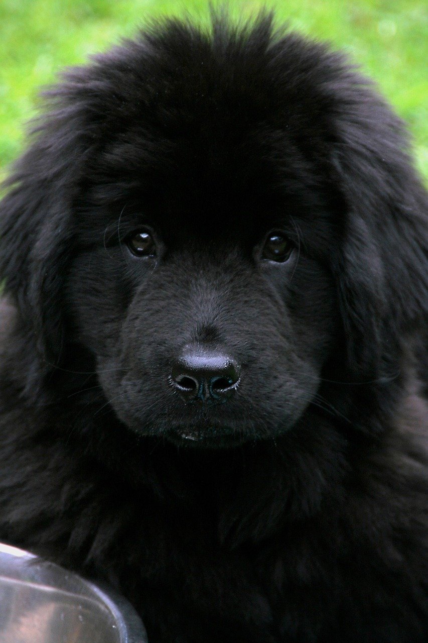 Big Heart, Big Pup: Is the Gentle Giant Newfoundland the Right Dog for You?