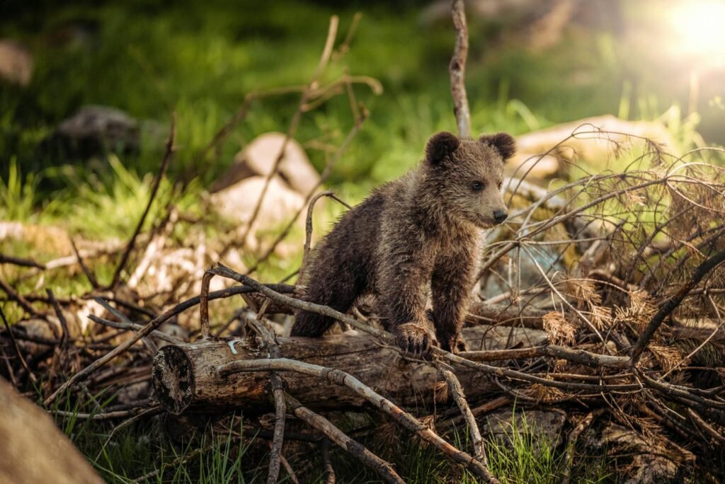Adorable bear cub exploring its natural habitat on a sunny morning in the forest.